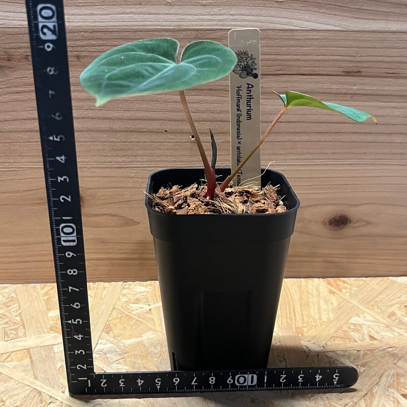 アンスリウム ホフマニー×アントラキー | GREEN LUCK