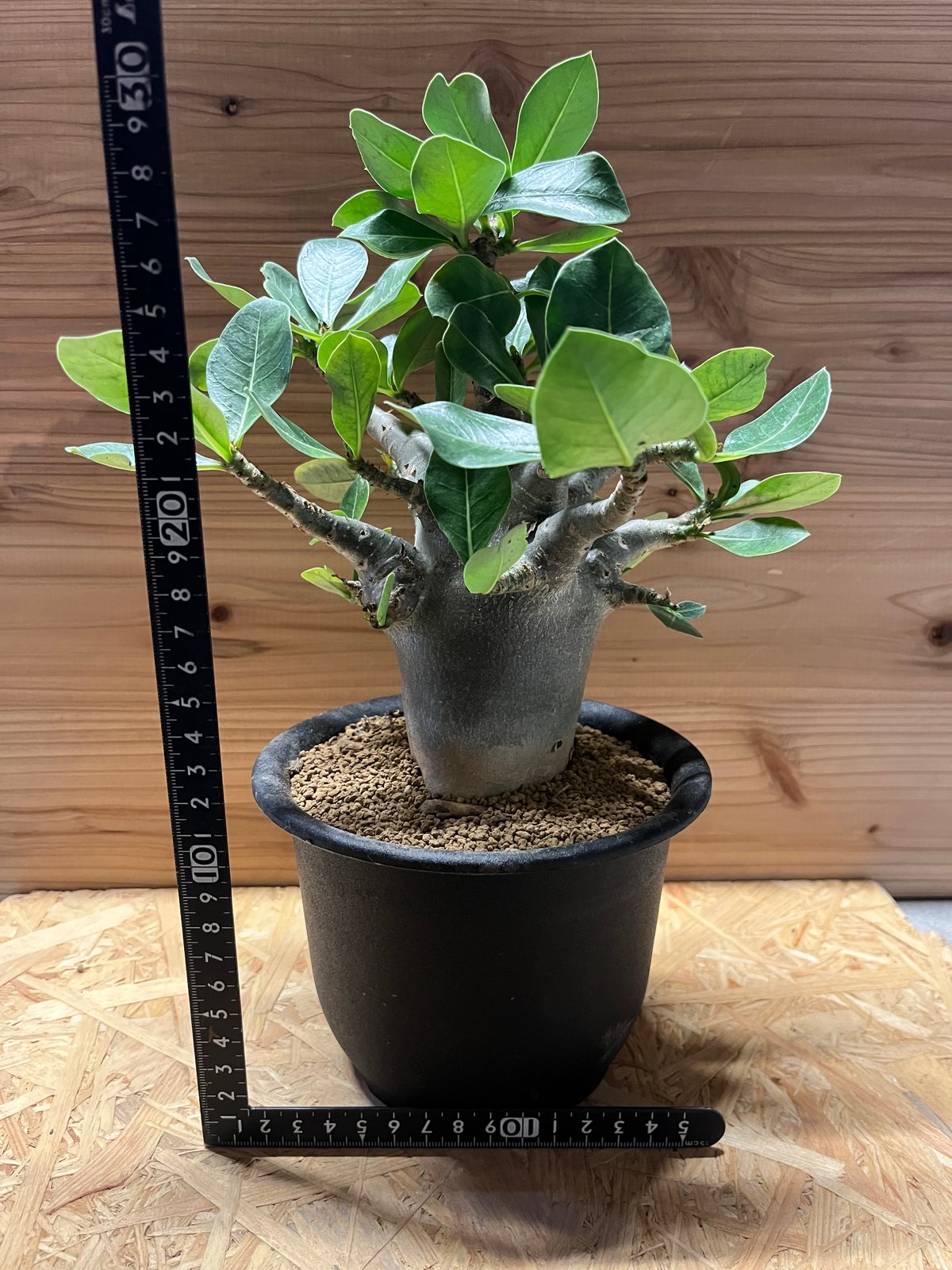 アデニウム 濃いピンク アデニウム 濃いピンク