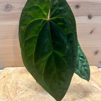 アンスリウム スカーレット | GREEN LUCK