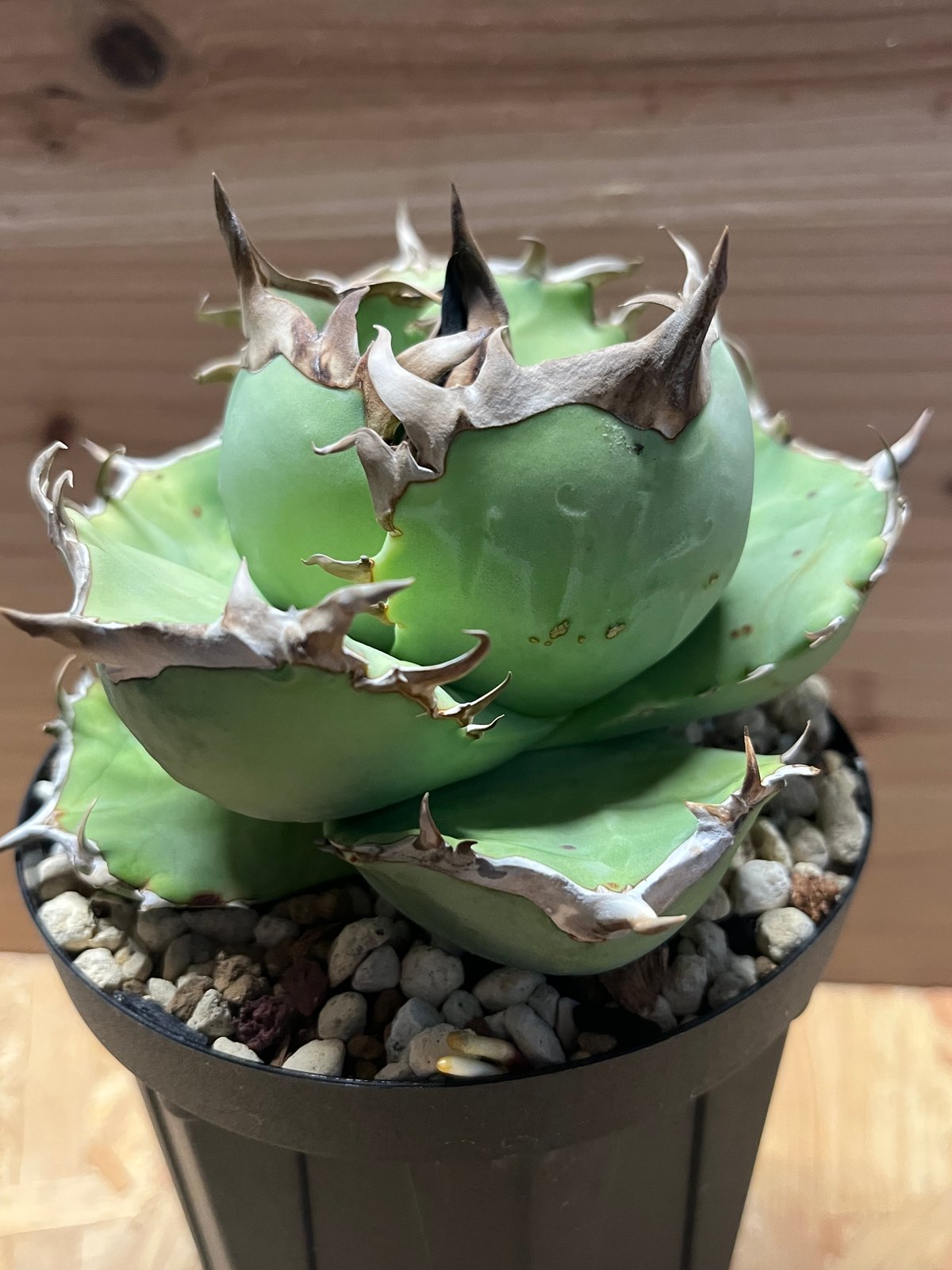 【親株】阿修羅　アガベ　チタノタ　現品 アガベ チタノタ 阿修羅 | GREEN LUCK