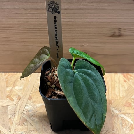 アンスリウム アントラキー （RA7×tezula） | GREEN LUCK