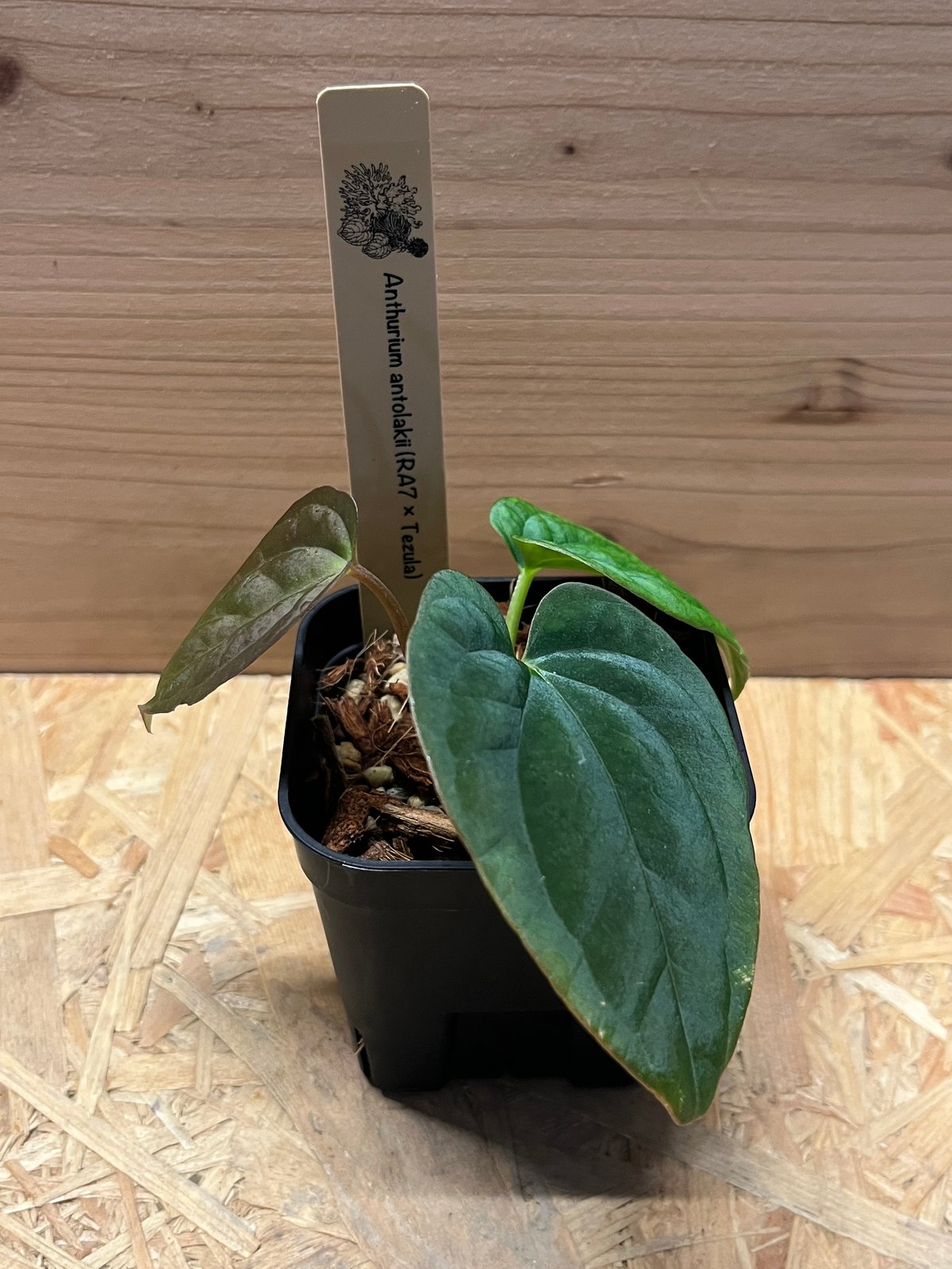 アンスリウム アントラキー （RA7×tezula） | GREEN LUCK