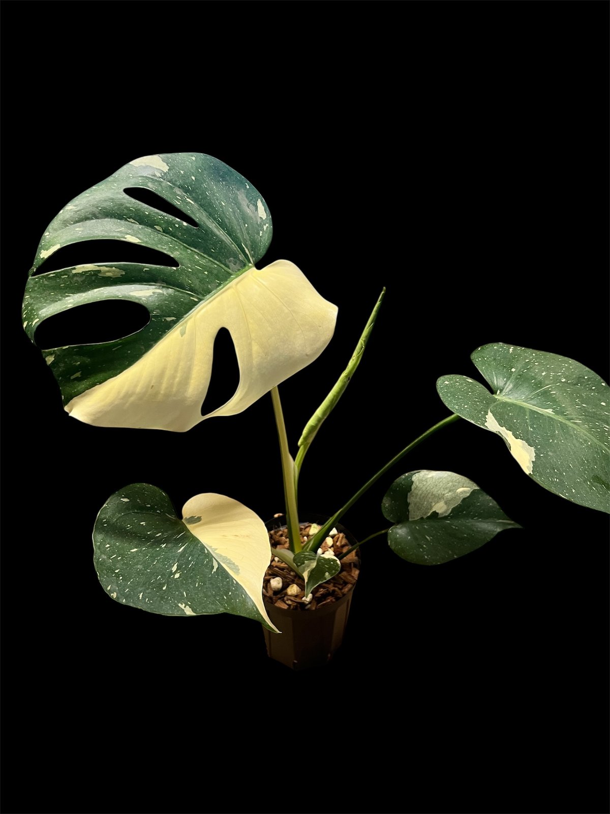 モンステラ デリシオーサ タイコンステレーション | GREEN LUCK