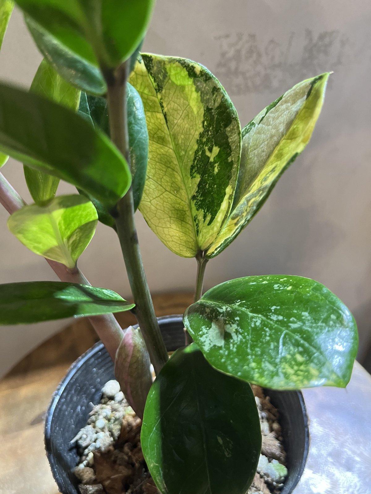 ザミオクルカス 斑入り 専用出品 | GREEN LUCK