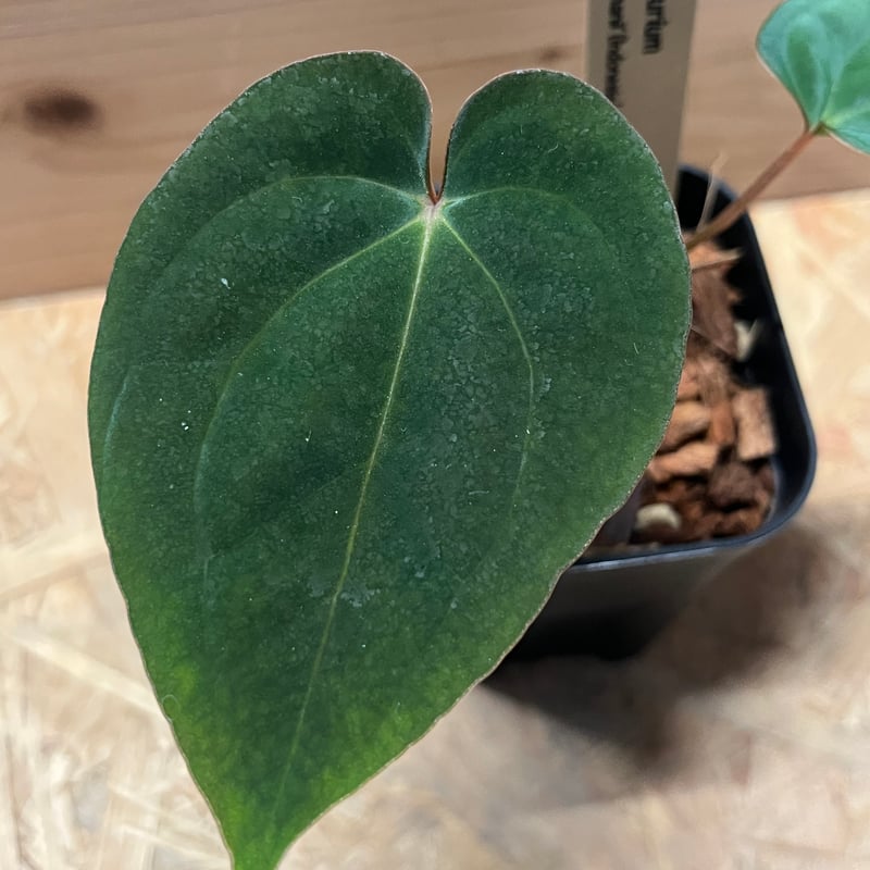 アンスリウム ホフマニー×アントラキー | GREEN LUCK