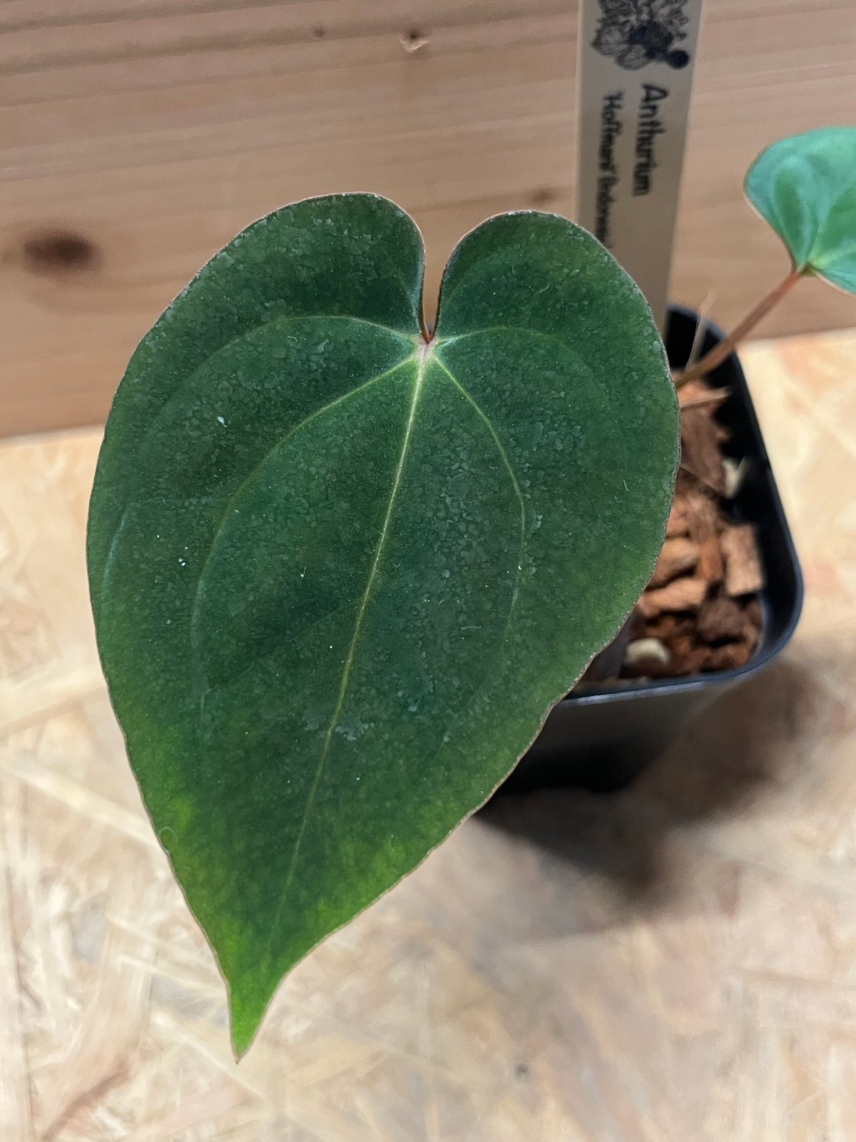 アンスリウム ホフマニーX Anthurium Hoffmanii x