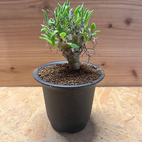 チレコドンレティキュラーツス | STORES