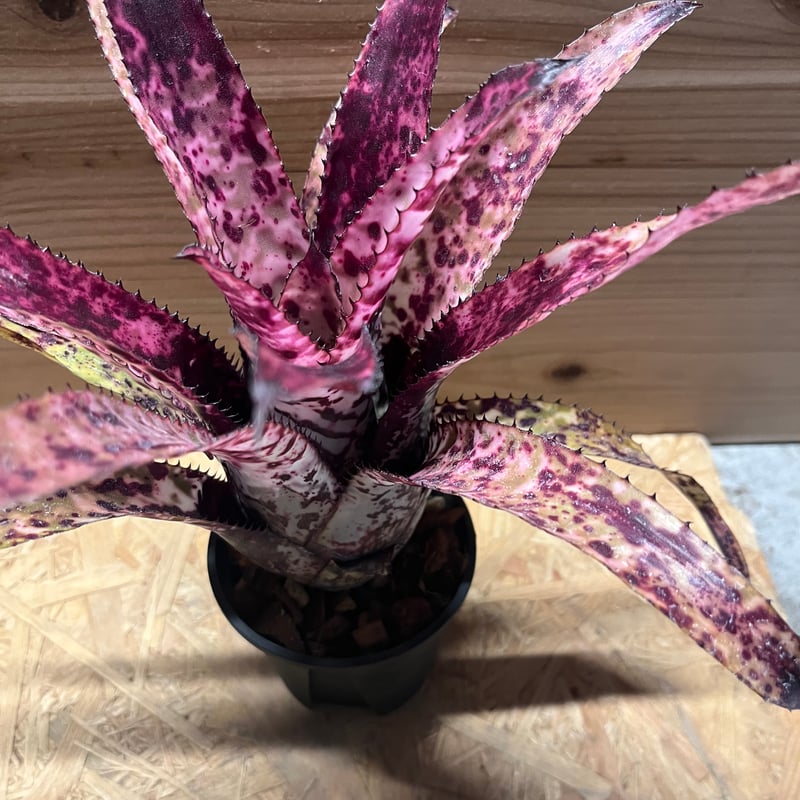 エクメア オーランディアナ レインボー | GREEN LUCK