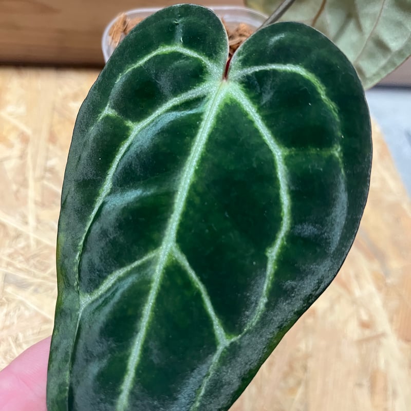 アンスリウム エンジェルズドリーム×Carlablackiae | GREEN LUCK