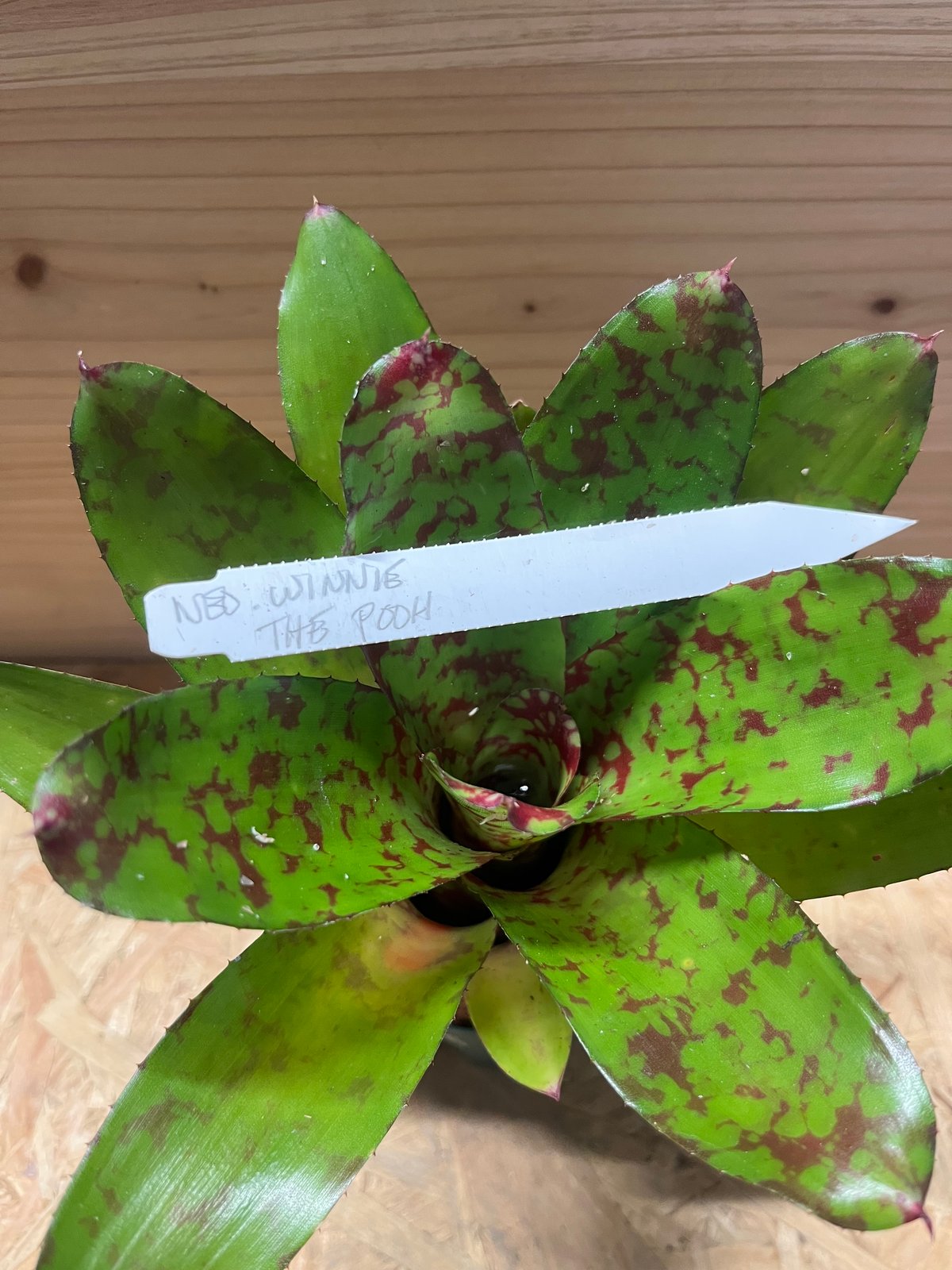 ネオレゲリア ウィーニーザプー | GREEN LUCK