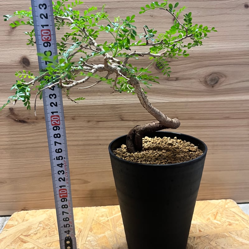 オペルクリカリア パキプス | GREEN LUCK