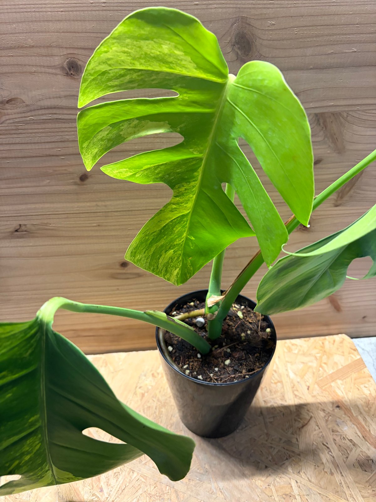 モンステラ ボルシギアナ 'オーレア' | GREEN LUCK