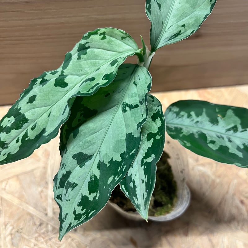 アグラオネマ ピクタム トリカラー 'ブラック' | GREEN LUCK