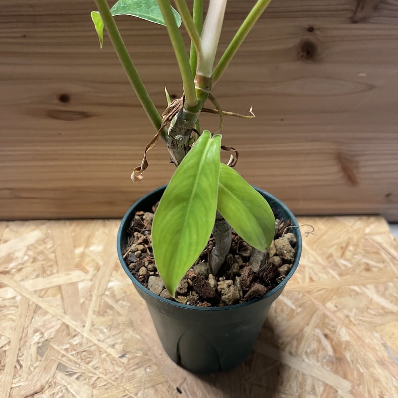 フィロデンドロン 69686 | GREEN LUCK