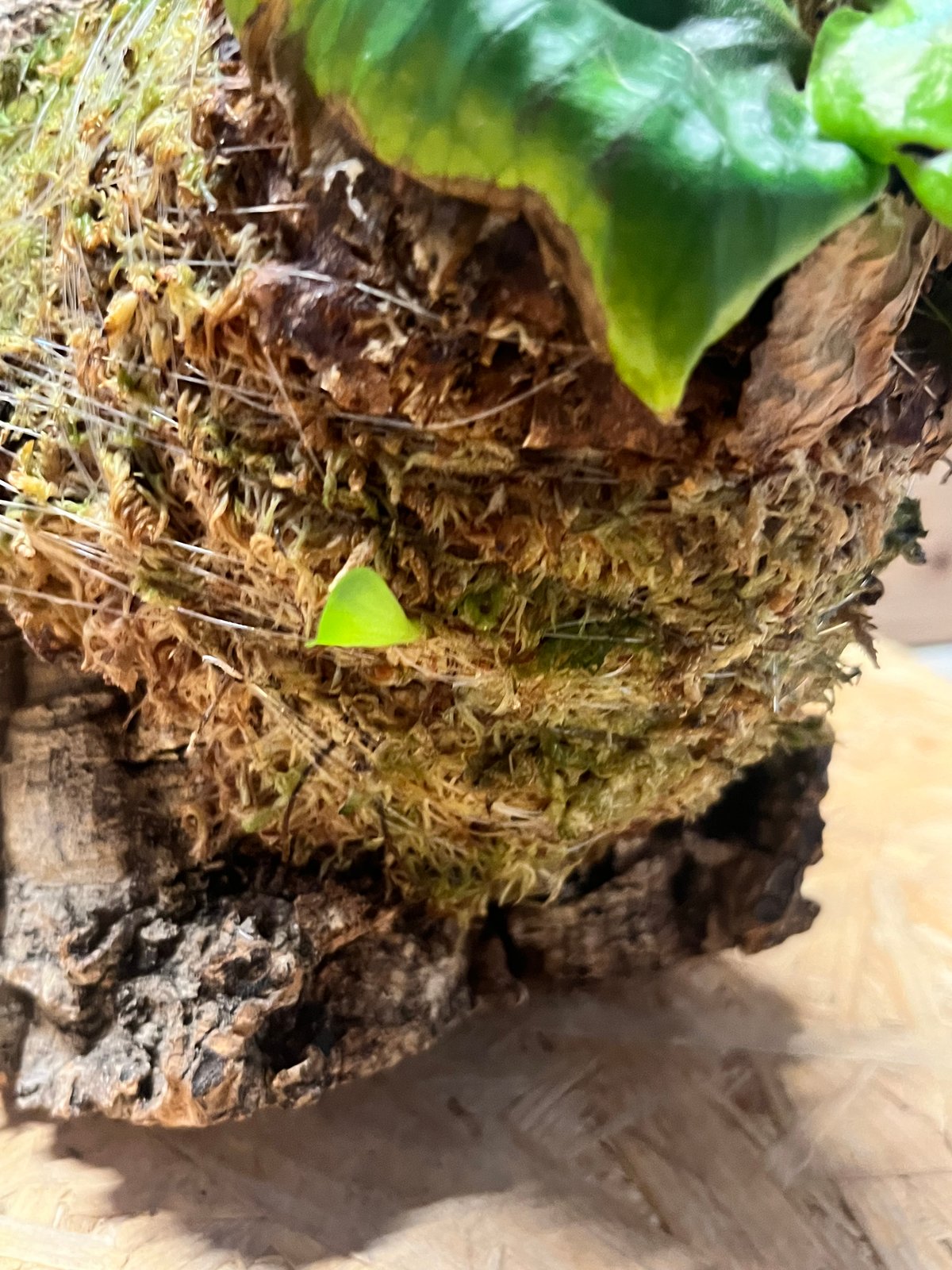 ビカクシダ マダガスカリエンセ | GREEN LUCK