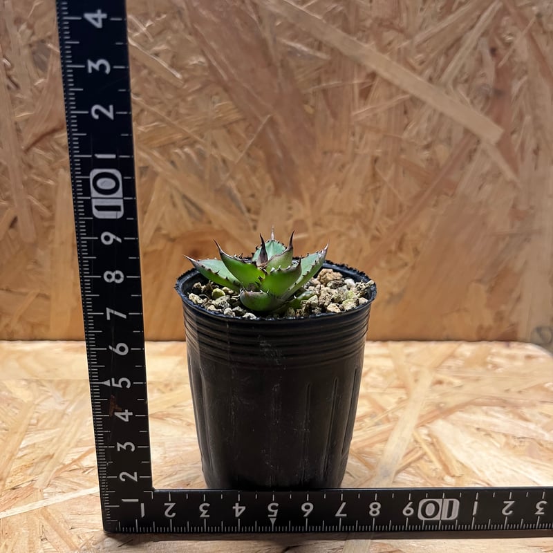 アガベ ホリダ 実生 | GREEN LUCK