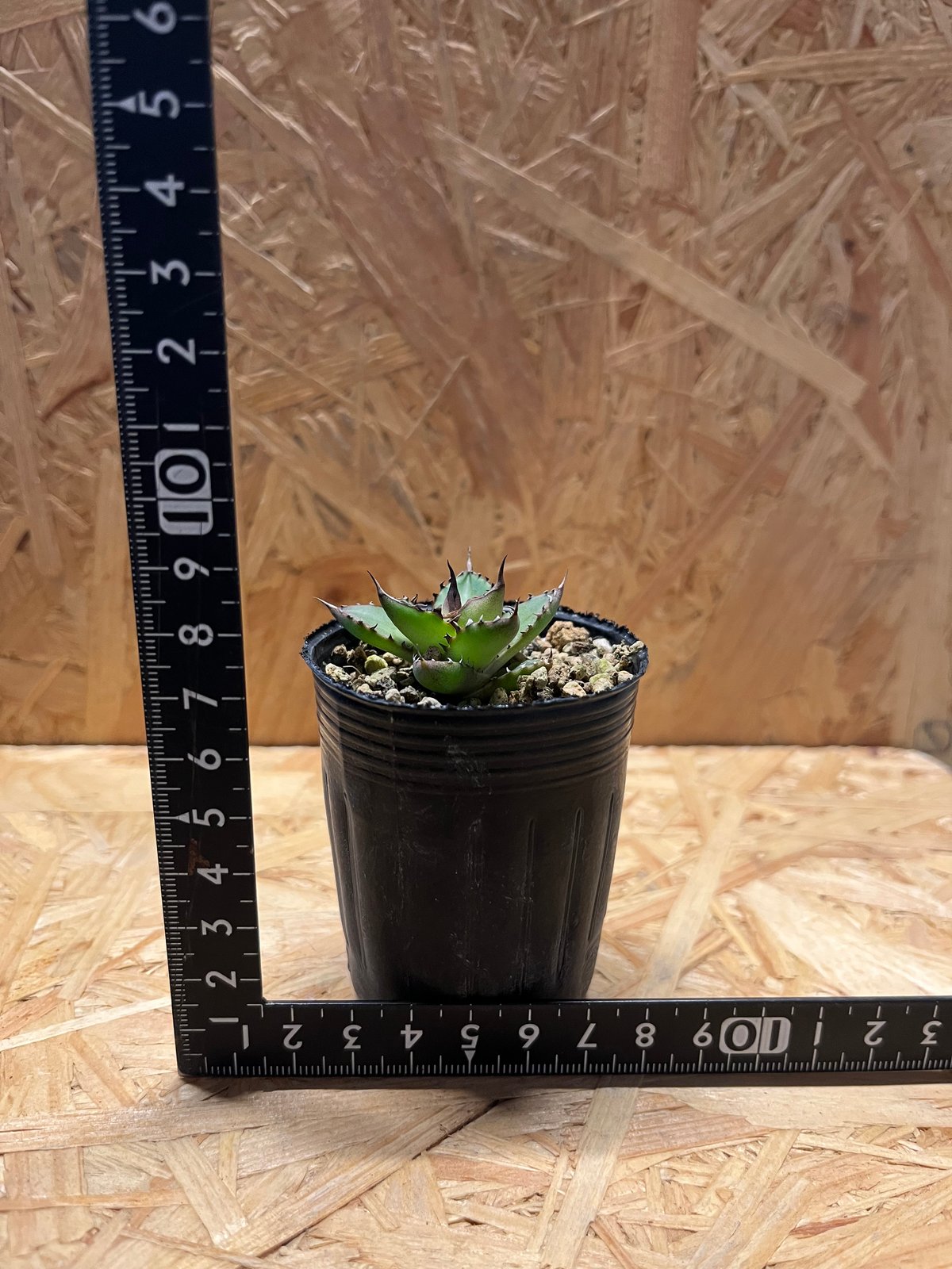 アガベ　ホリダ　実生　まとめ売り アガベ ホリダ 実生株 まとめ売り - メルカリ