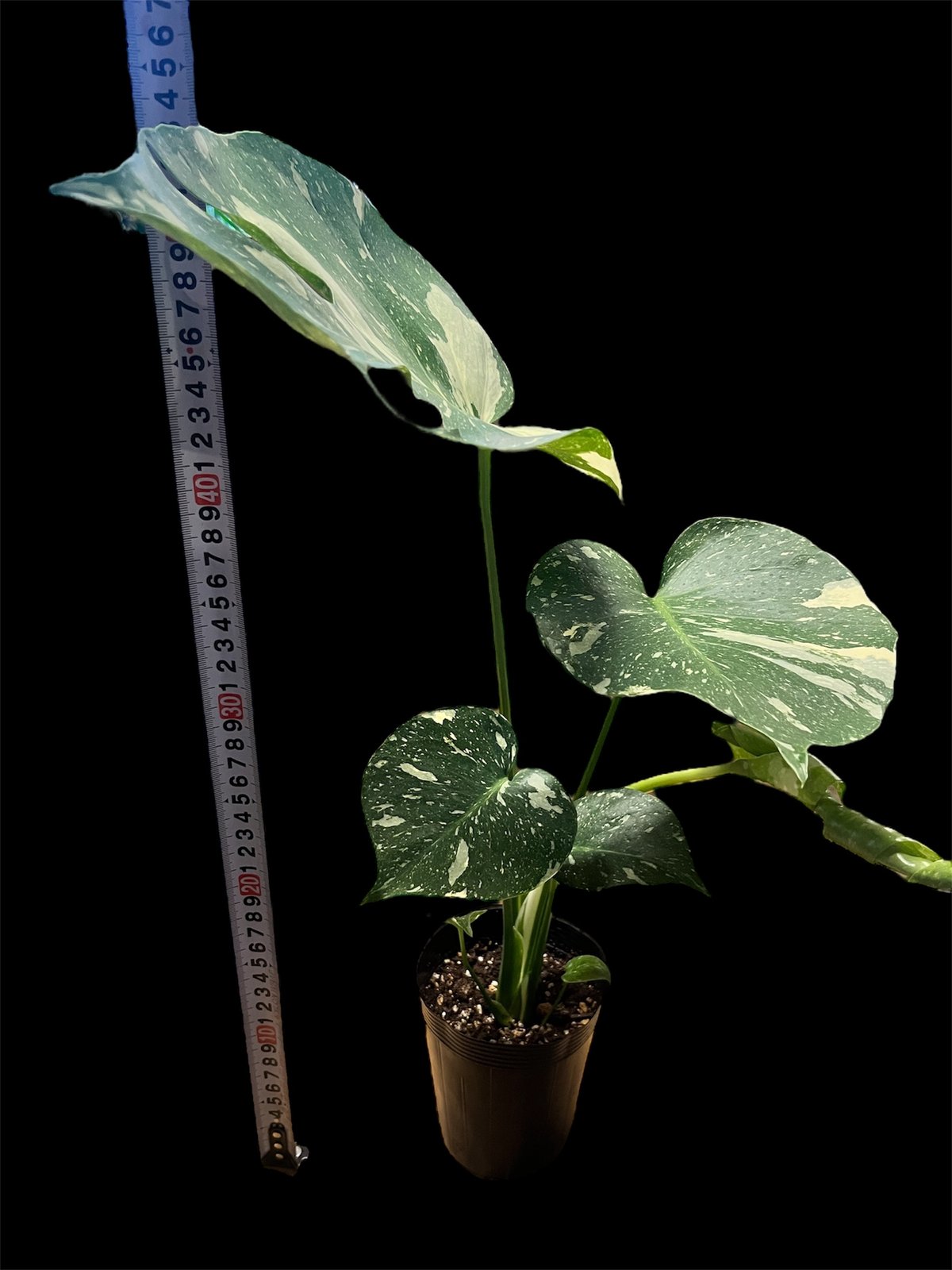 モンステラ デリシオーサ タイコンステレーション | GREEN LUCK