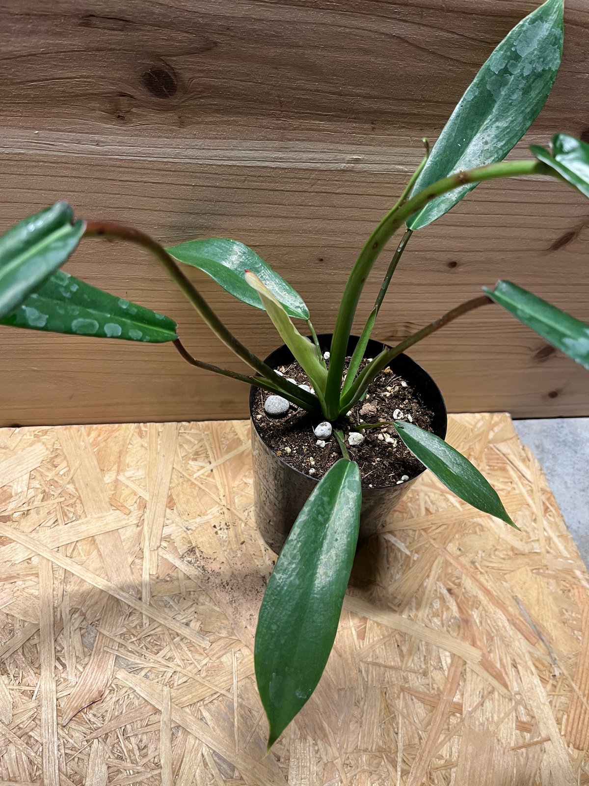 フィロデンドロン ジョーピー | GREEN LUCK