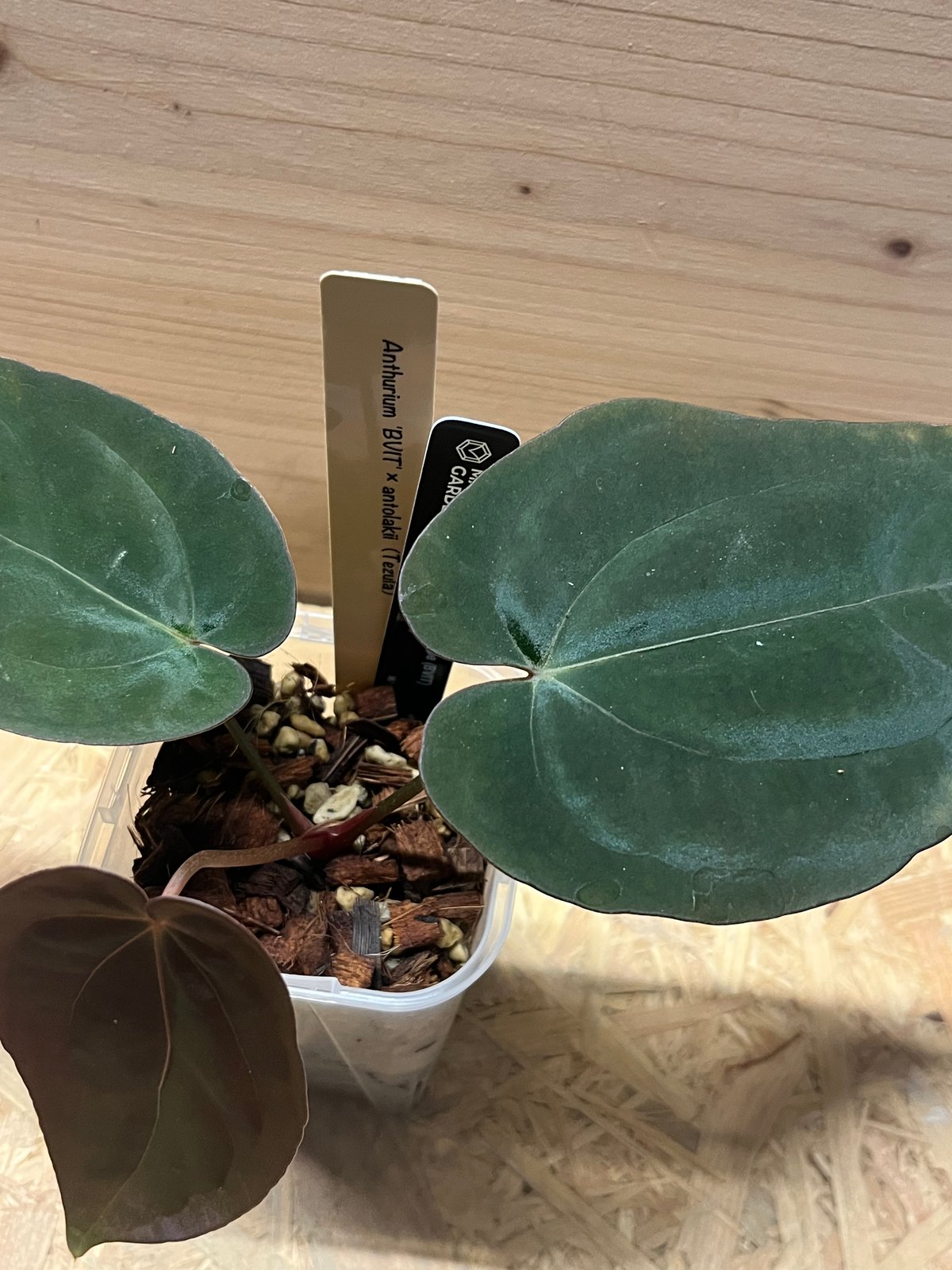 アンスリウム BVIT×アントラキー | GREEN LUCK