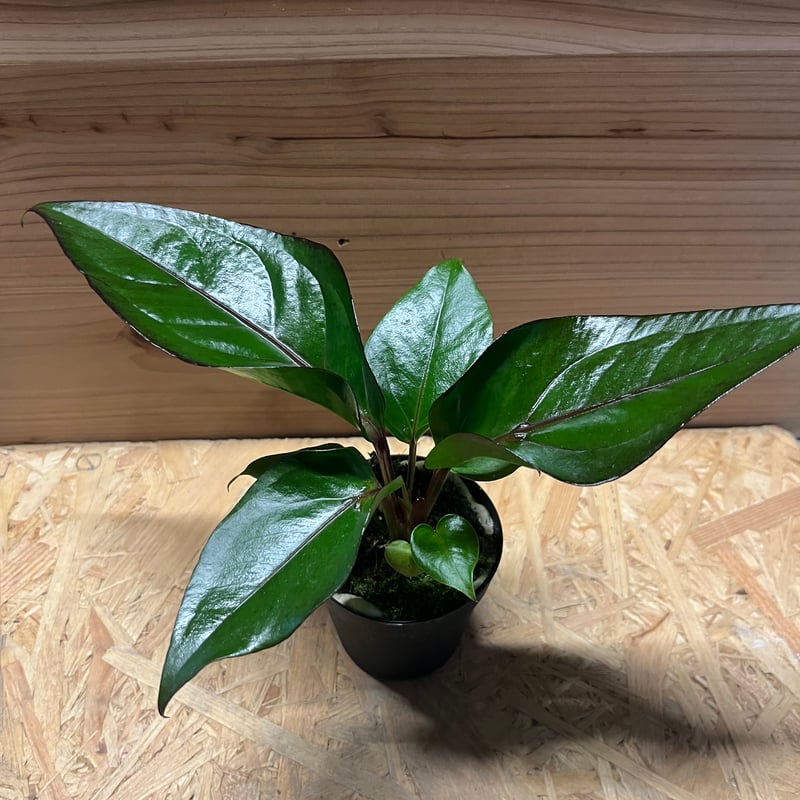 アンスリウム フーケリー 'ブラックドラゴン' | GREEN LUCK