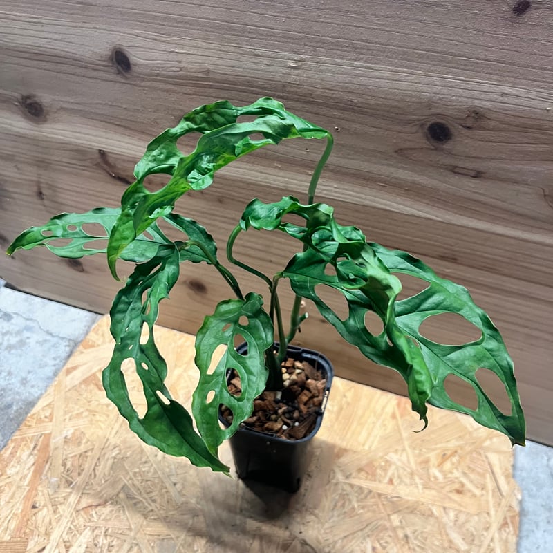モンステラ オブリクア ペルー | GREEN LUCK