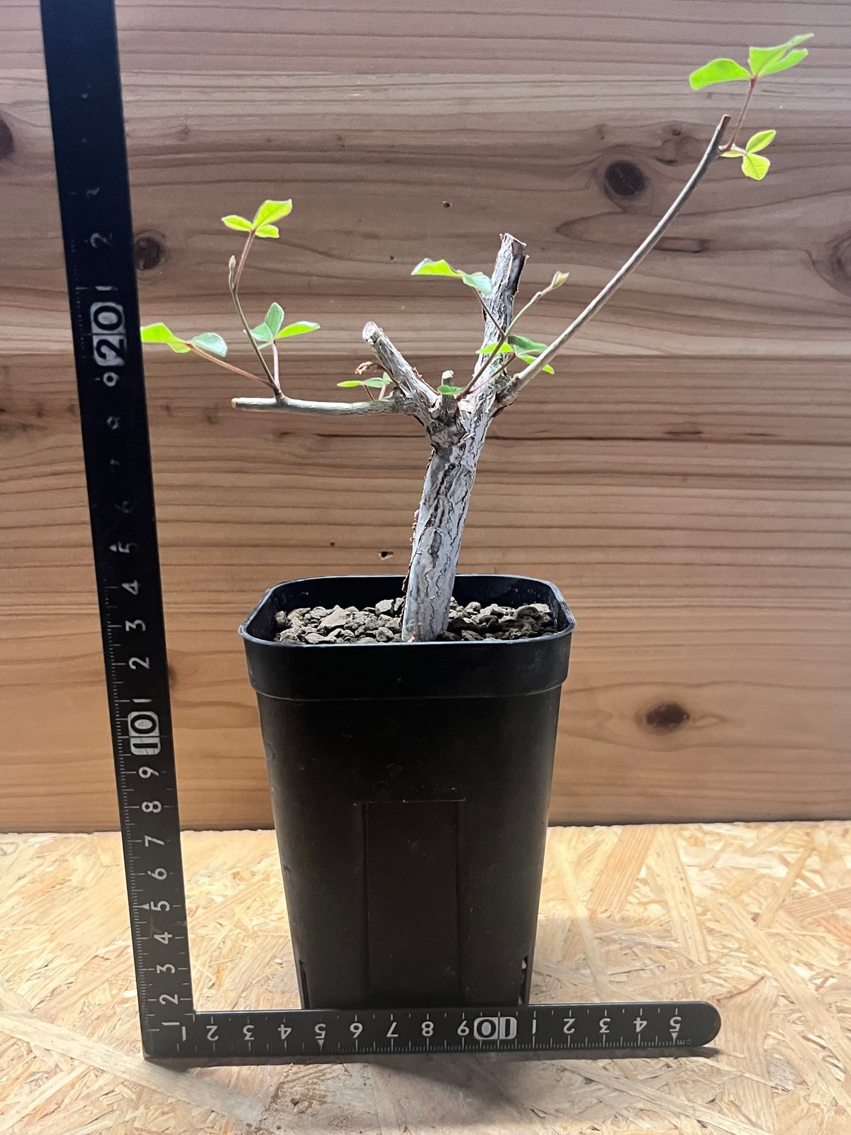 コミフォラ オルビクラリス | GREEN LUCK