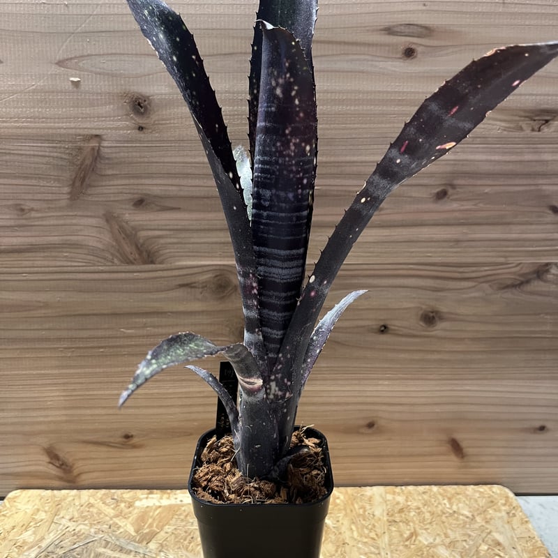 ビルベルギア オビワン | GREEN LUCK