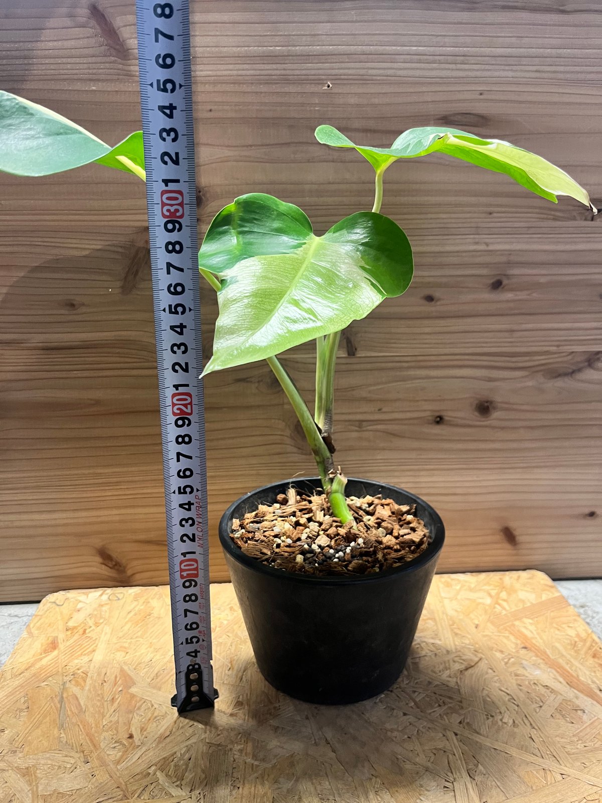 モンステラ デリシオーサ 'ホワイトラヴァ' | GREEN LUCK