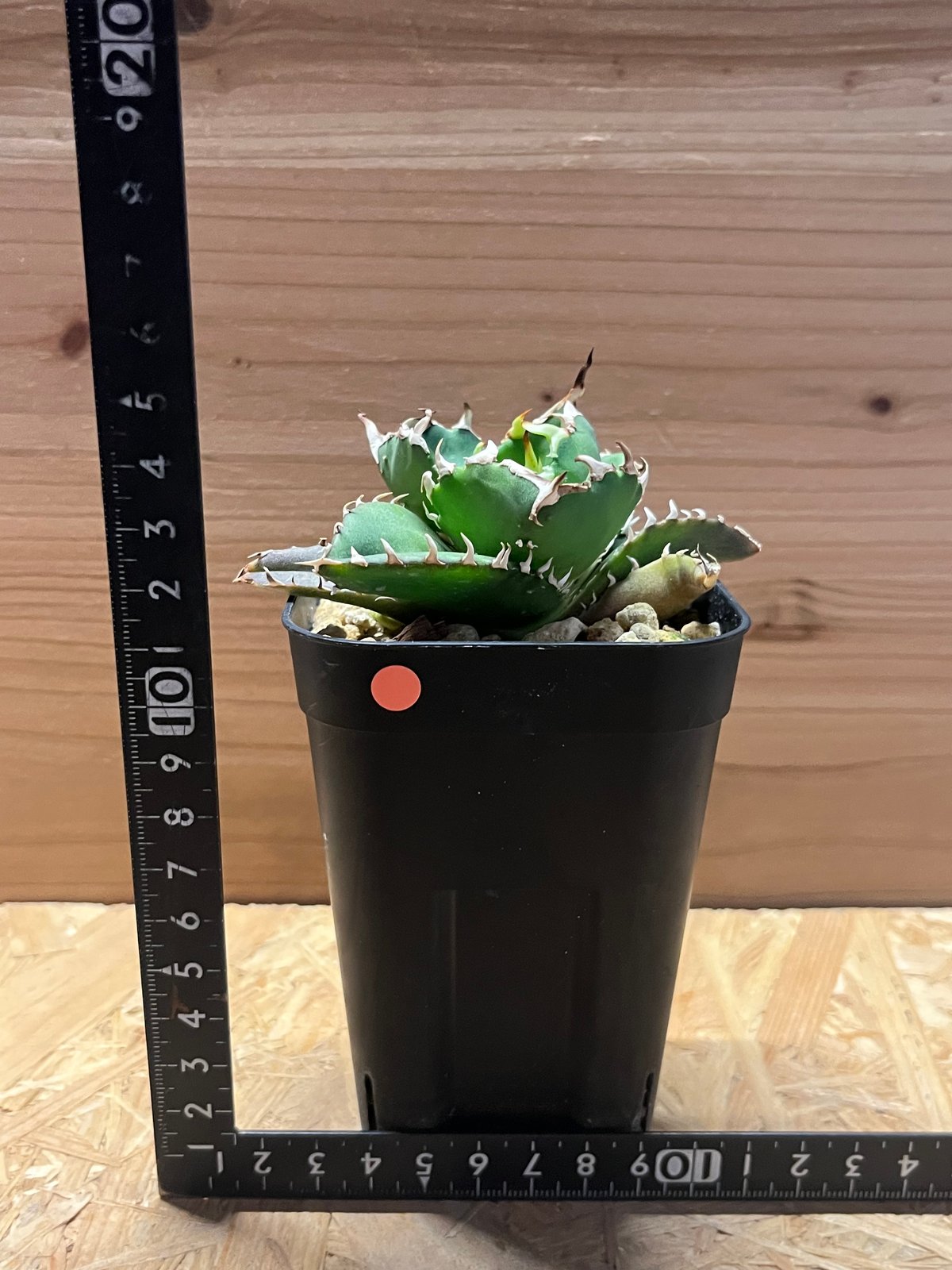 アガベ チタノタ 金鯨 | GREEN LUCK