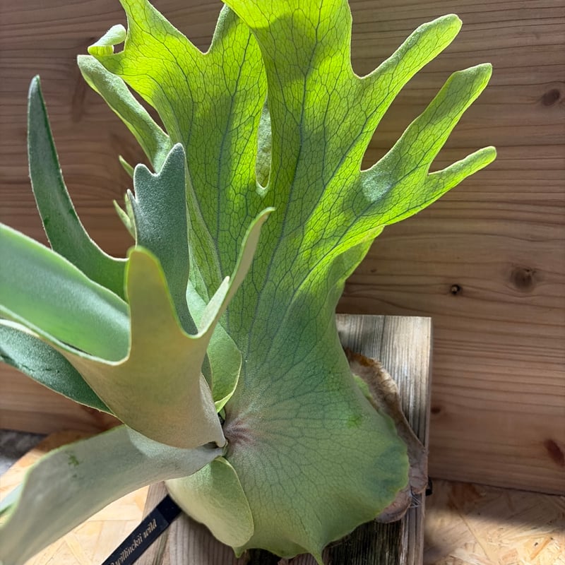 ビカクシダ ウィリンキー ワイルド | GREEN LUCK