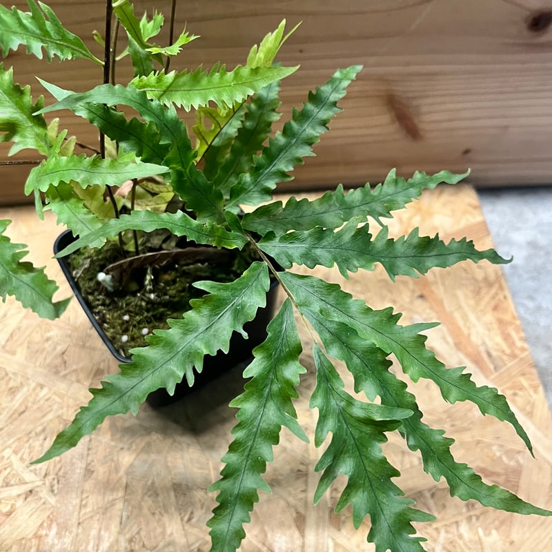 ドリナリア フロリダ | GREEN LUCK