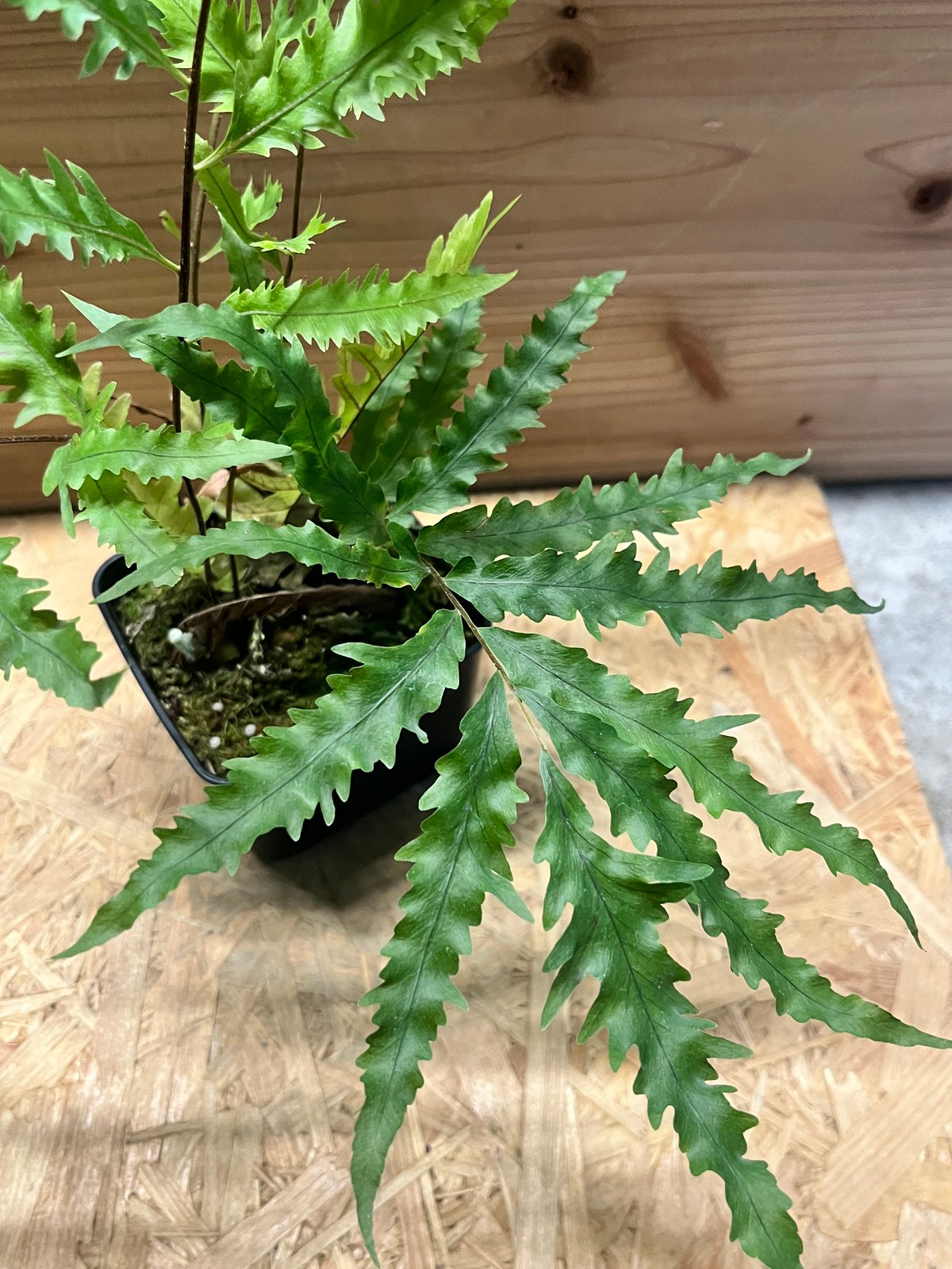 ドリナリア フロリダ | GREEN LUCK