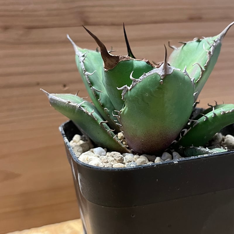 アガベ チタノタ ノーネーム | GREEN LUCK