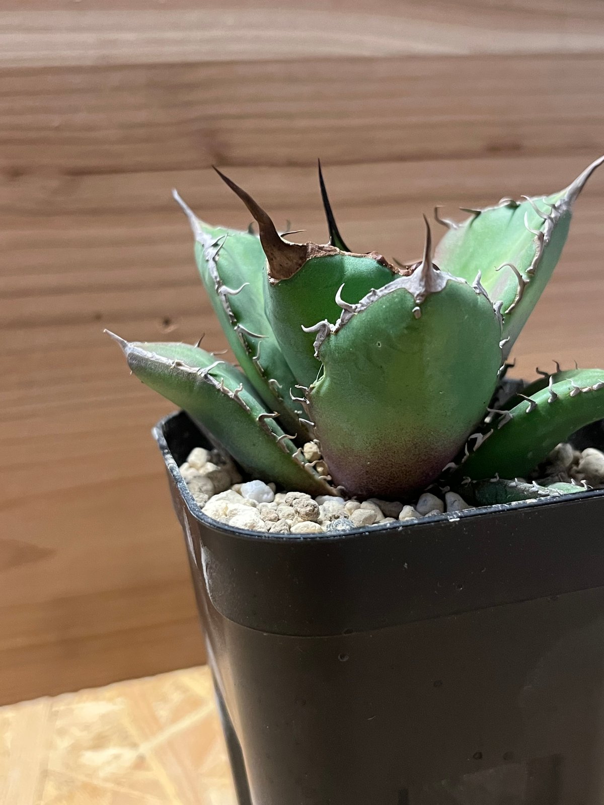 アガベ　チタノタ　ノーネーム アガベ チタノタ ノーネーム | GREEN LUCK