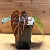 アンスリウム カーラブラッキー RA#5×RA#10 | GREEN LUCK