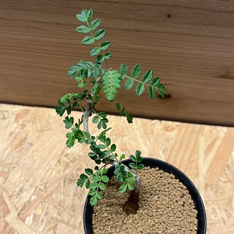 パキコルムスディスカラー 象の木 パキコルムス ディスカラー 象の木 | GREEN LUCK