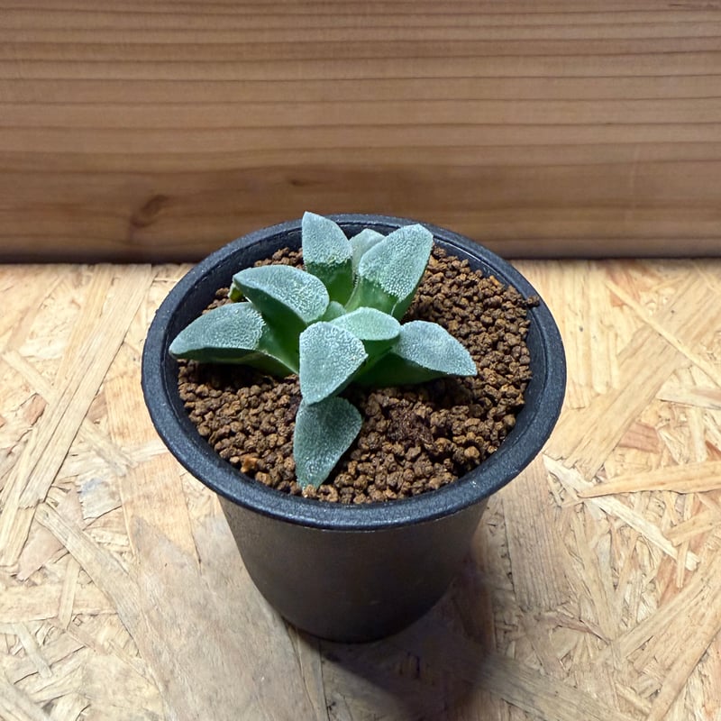 25a 多肉植物 ハオルチア　藍光ピクマエア錦糊斑　自家繁殖　鉢植え発送 ハオルチア ピグマエア | GREEN LUCK