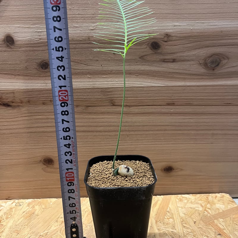 ディオーン エデュレ | GREEN LUCK