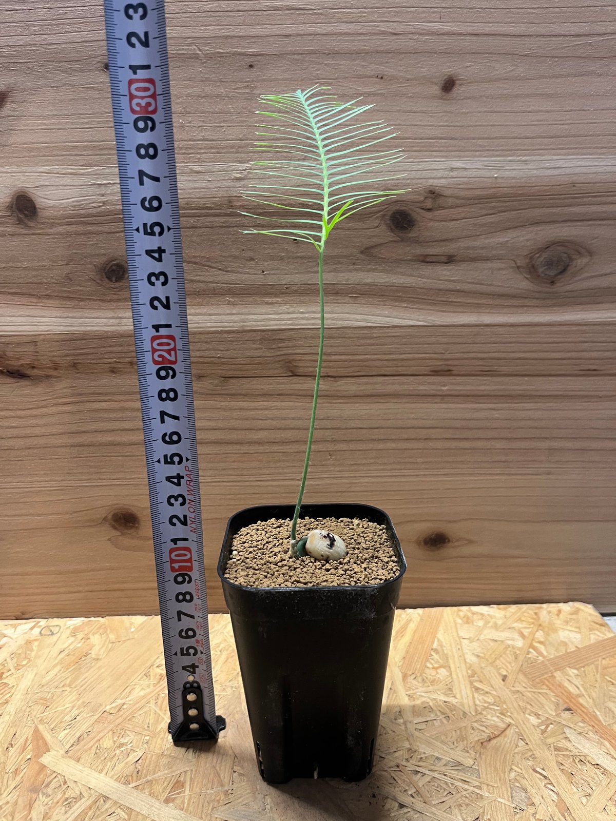 ディオーン エデュレ ディオーン エデュレ | GREEN LUCK