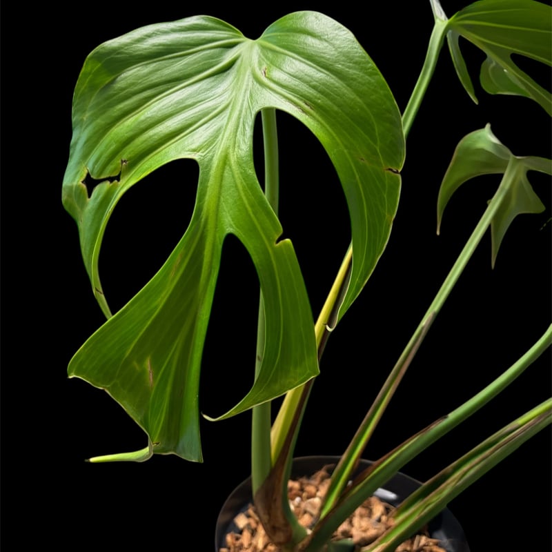 モンステラ 'バールマルクスフレーム' | GREEN LUCK