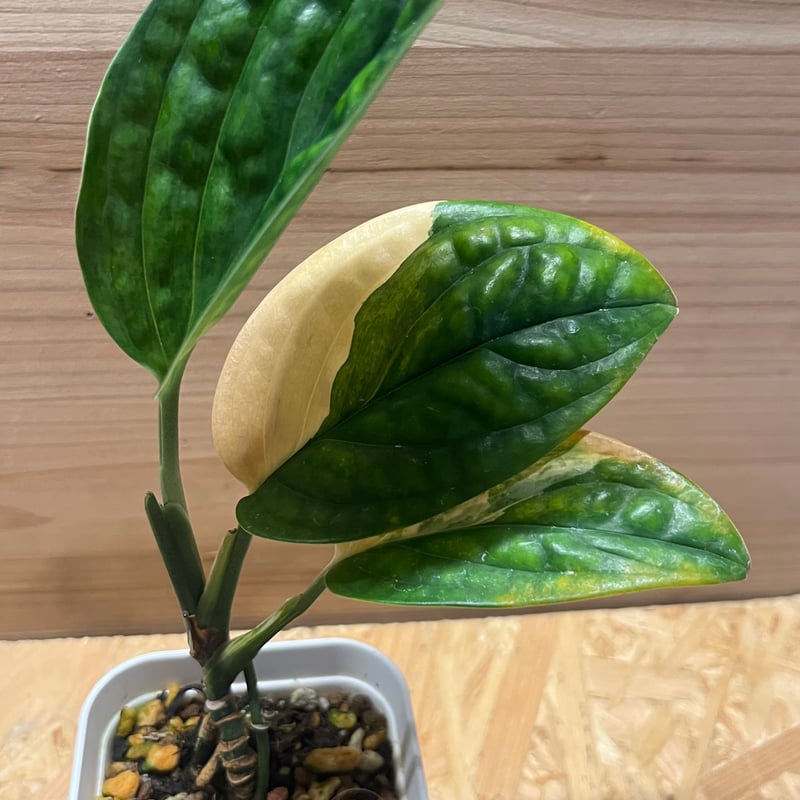 モンステラ ジェイドシャトルコック 斑入り | GREEN LUCK