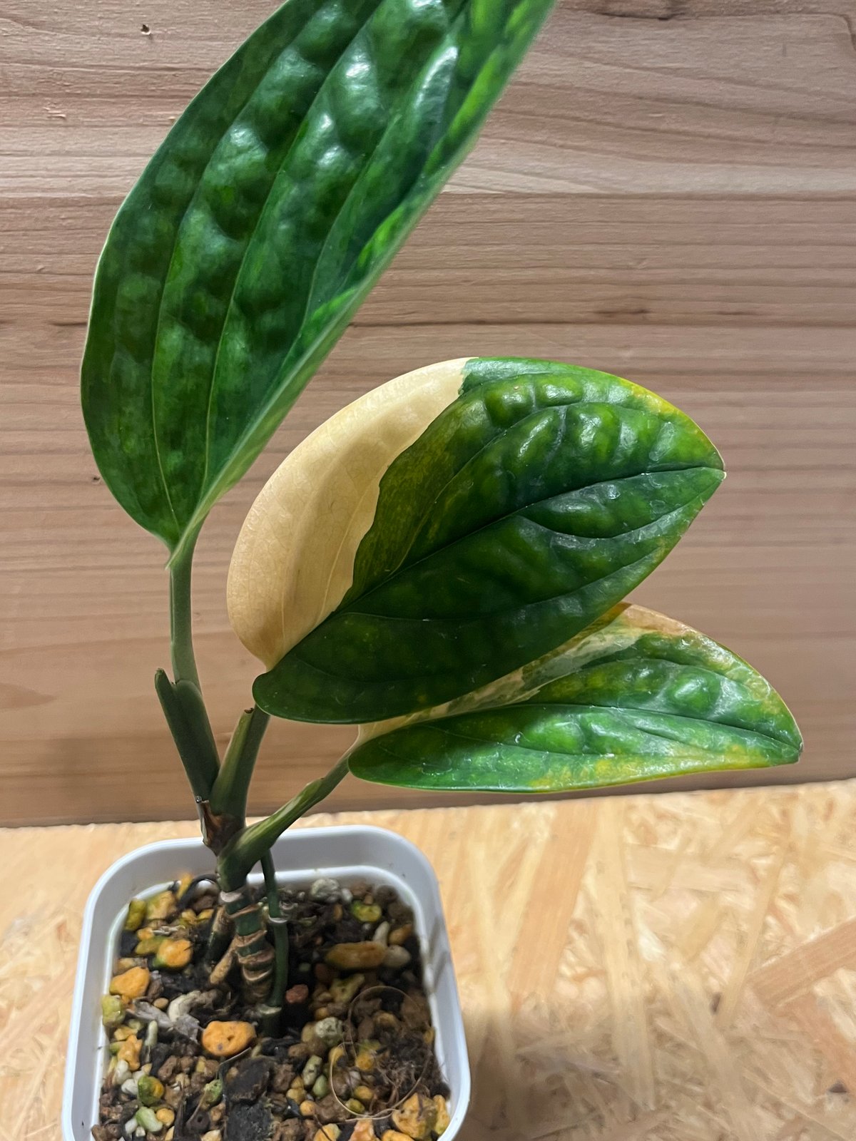 特大 モンステラ ジェイドシャトルコック 8号 モンステラ 'ジェイド シャトルコック' | 植物辞典 | 三浦園芸