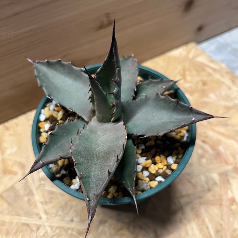 アガベ パリー ネオメキシカーナ | GREEN LUCK