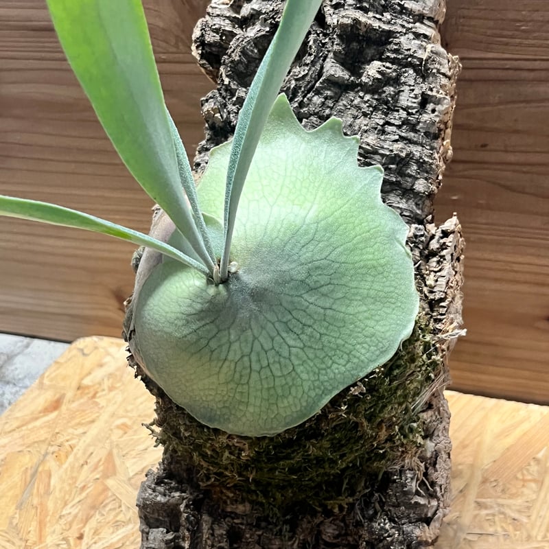 ビカクシダ ベイチー 'アーバンリバー' | GREEN LUCK