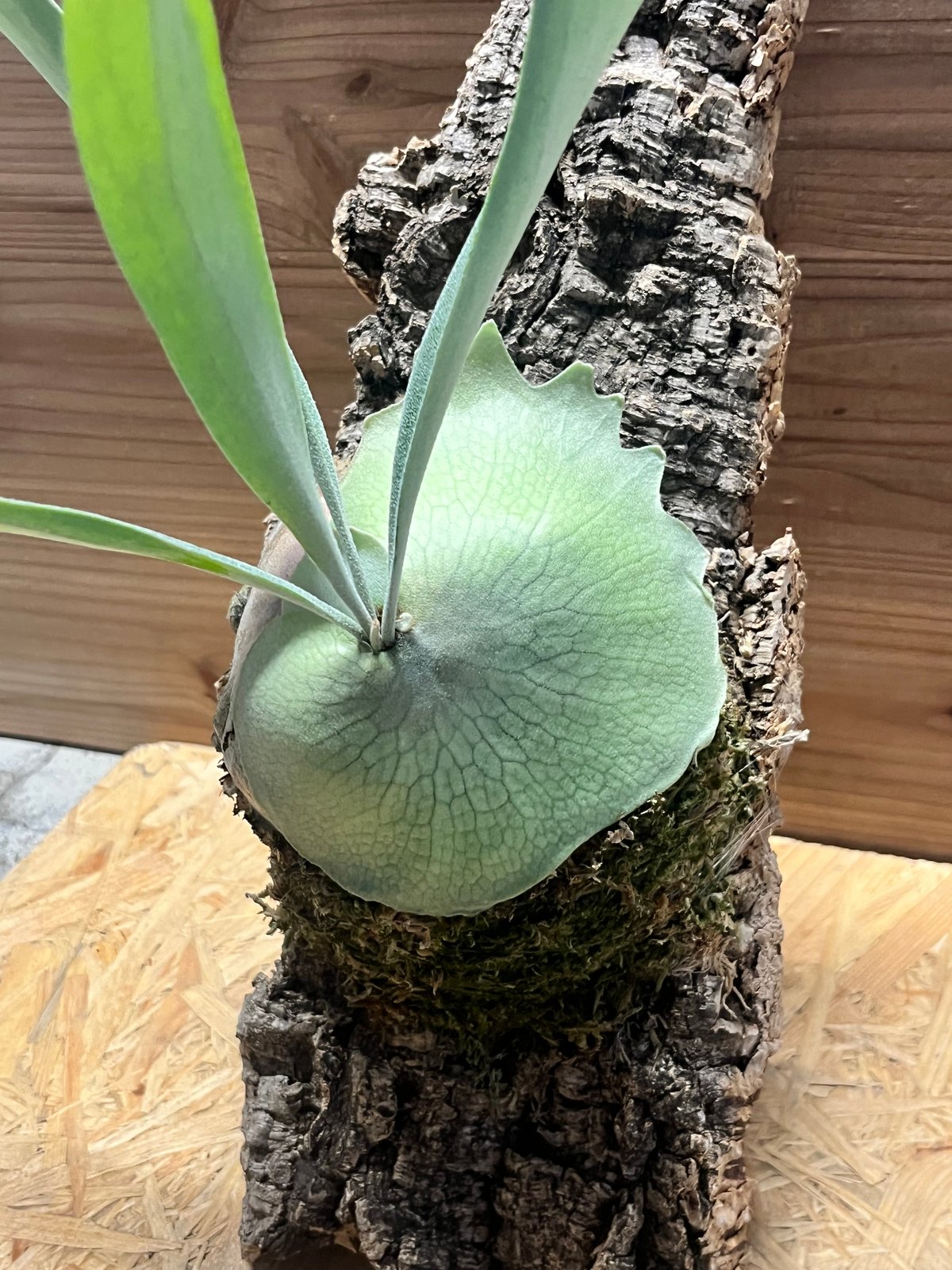 ビカクシダ ベイチー 'アーバンリバー' | GREEN LUCK