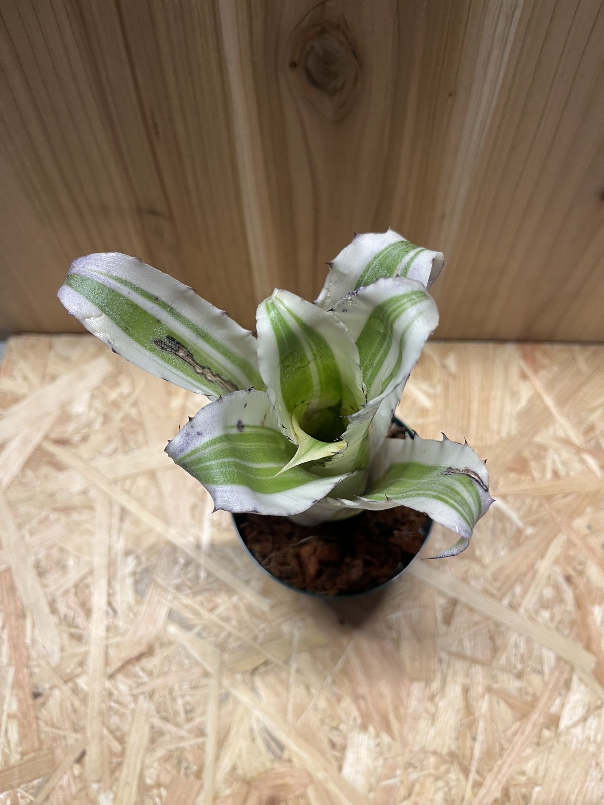 ホヘンベルギア カーラ | GREEN LUCK