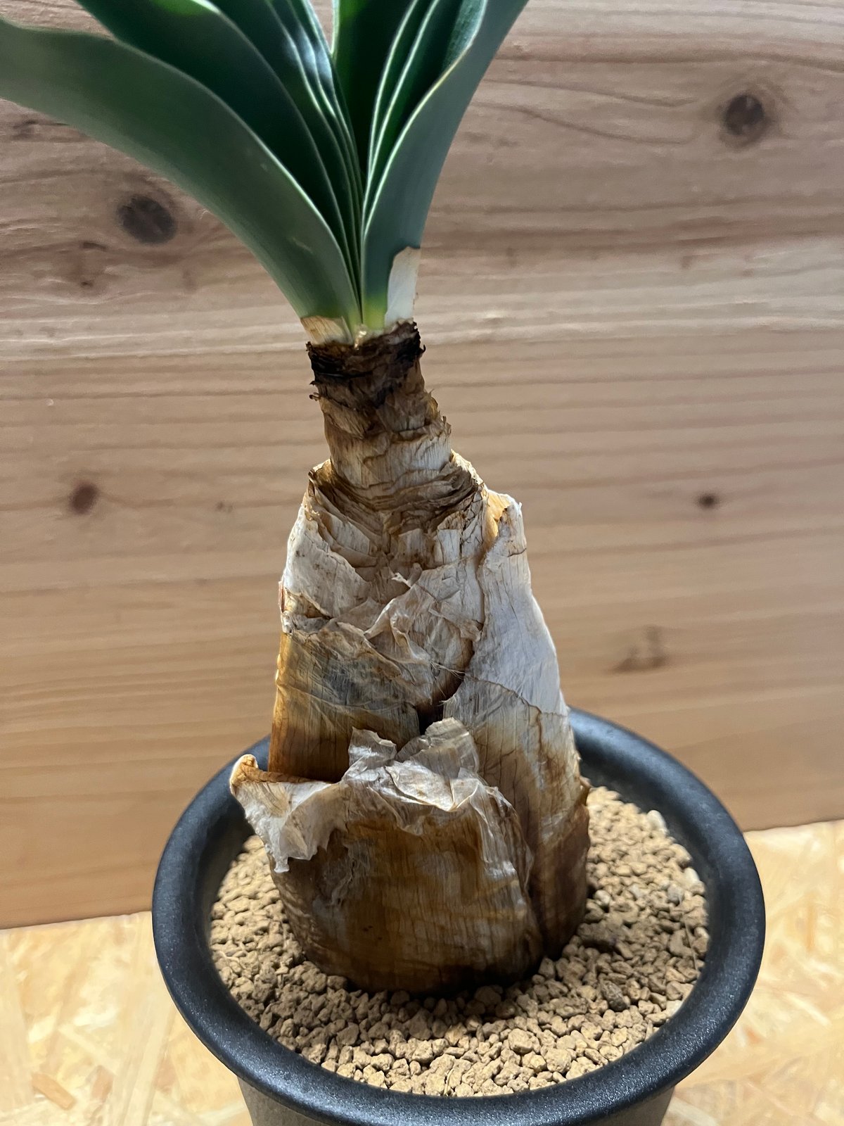 超特選　ブーファン　ハエマンソイデス ブーファン ハエマンソイデス すごく綺麗な葉！ #ブーファンハエマン