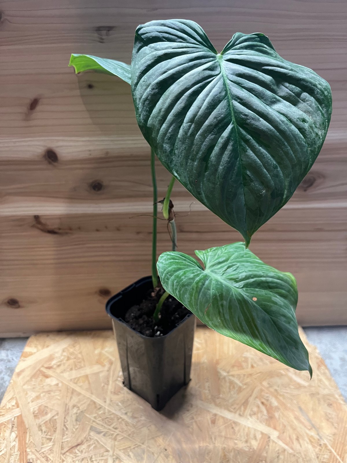 フィロデンドロン マジェスティック | GREEN LUCK