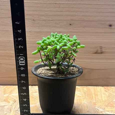 ドロサンテマム　エブレネウム　蜜橘